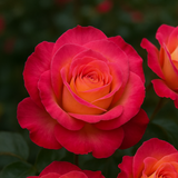 Close-up of vibrant pink and orange roses with a blurred green background