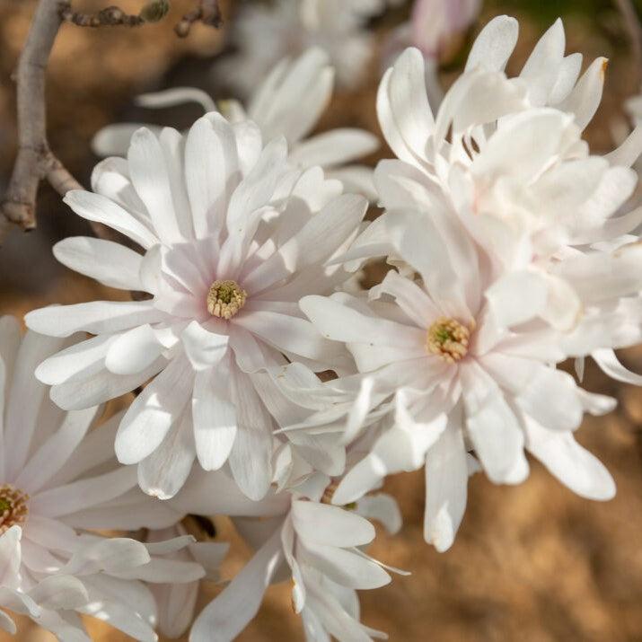 First Editions® Magnolia 'Centennial Blush' Potted  Star Magnolia Plant