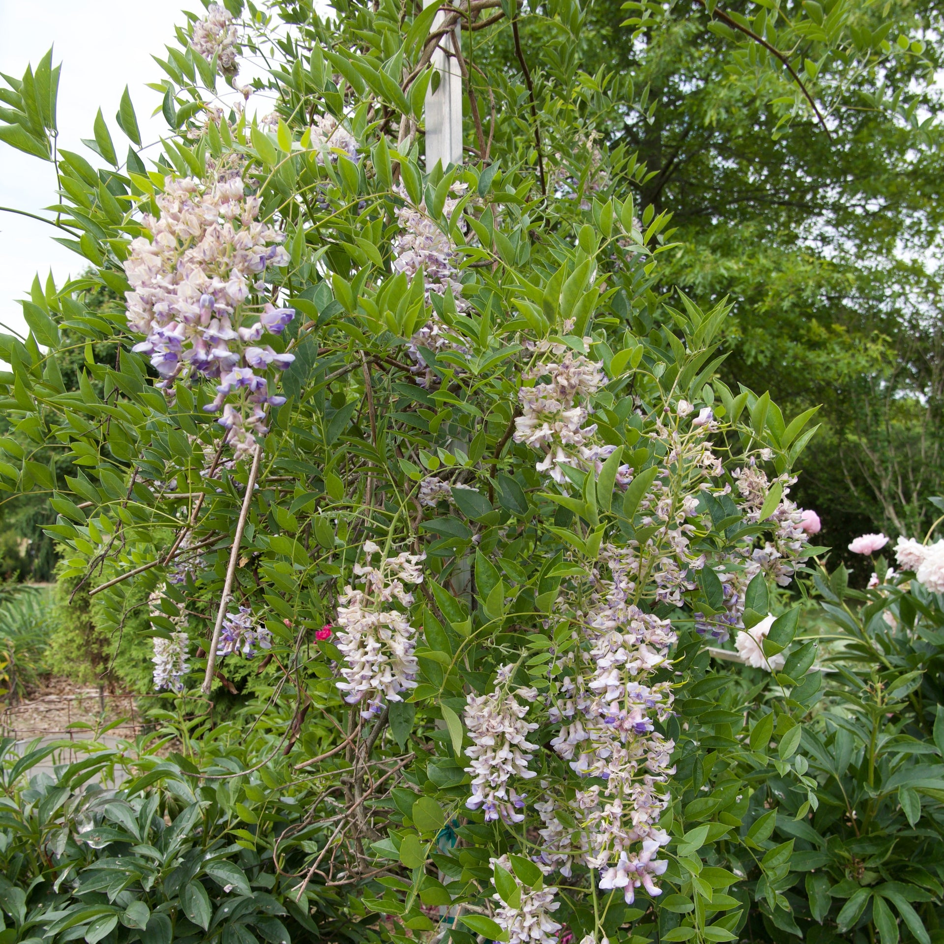 Wisteria, Blue Moon Wisteria