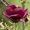 Magnolia