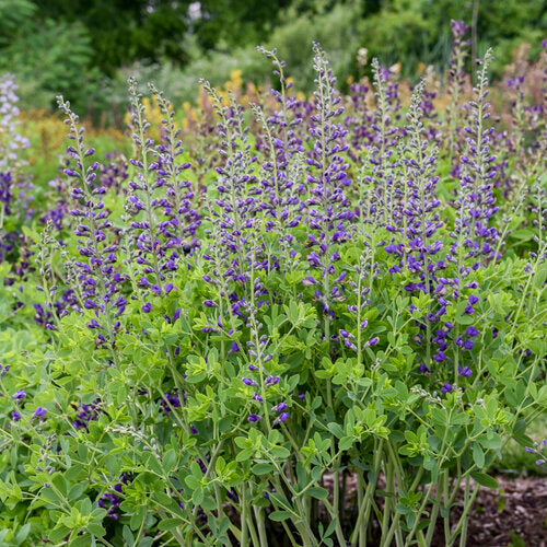 Proven Winners® Baptisia Decadence® Periwinkle Popsicle Potted False Indigo Plant