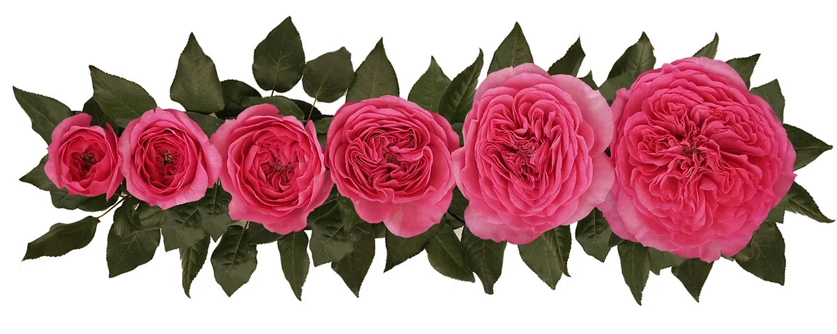 Baronesse® Special Bouquet