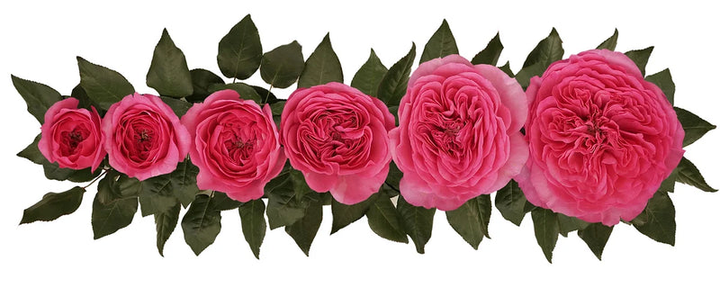 Baronesse® Special Bouquet