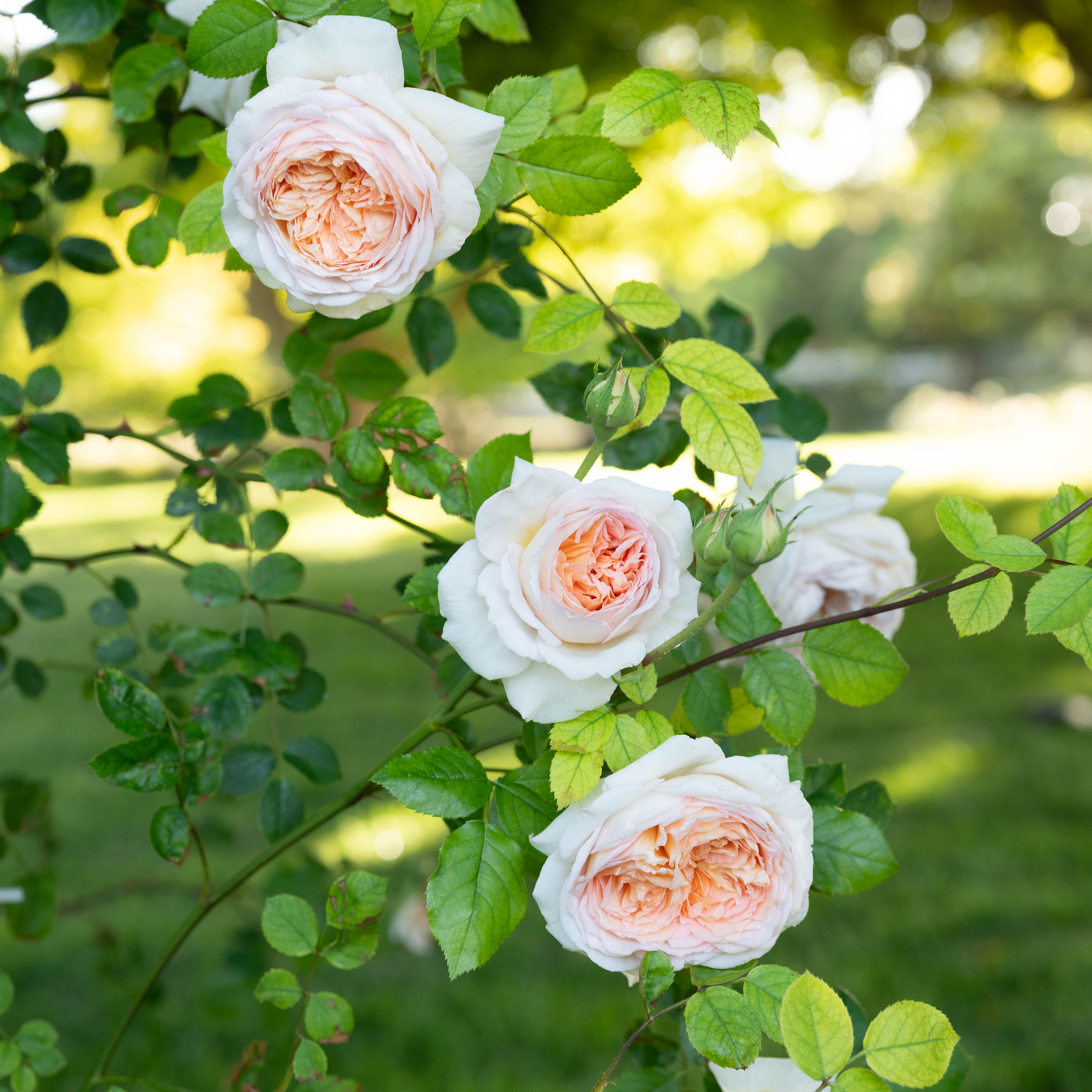 David Austin® Bathsheba® Potted Rose Bush
