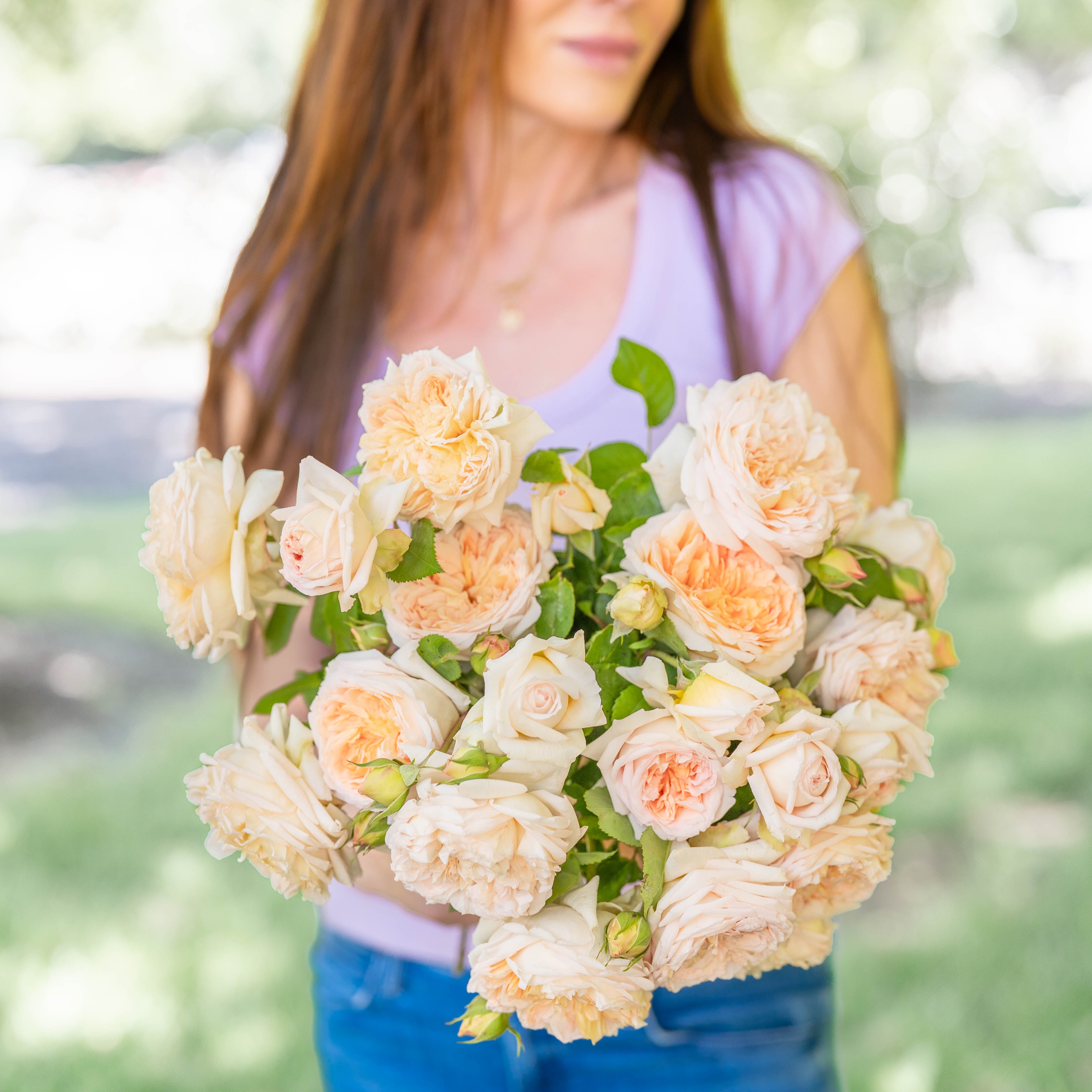 Peach Rose Bushes | Peach And Apricot Glow | Grace Rose Farm