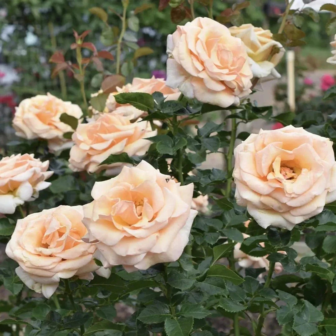 Beautiful Day™ Potted Rose Bush
