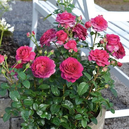 Fragrant Showpiece™ Berry Bare Root Rose Bush
