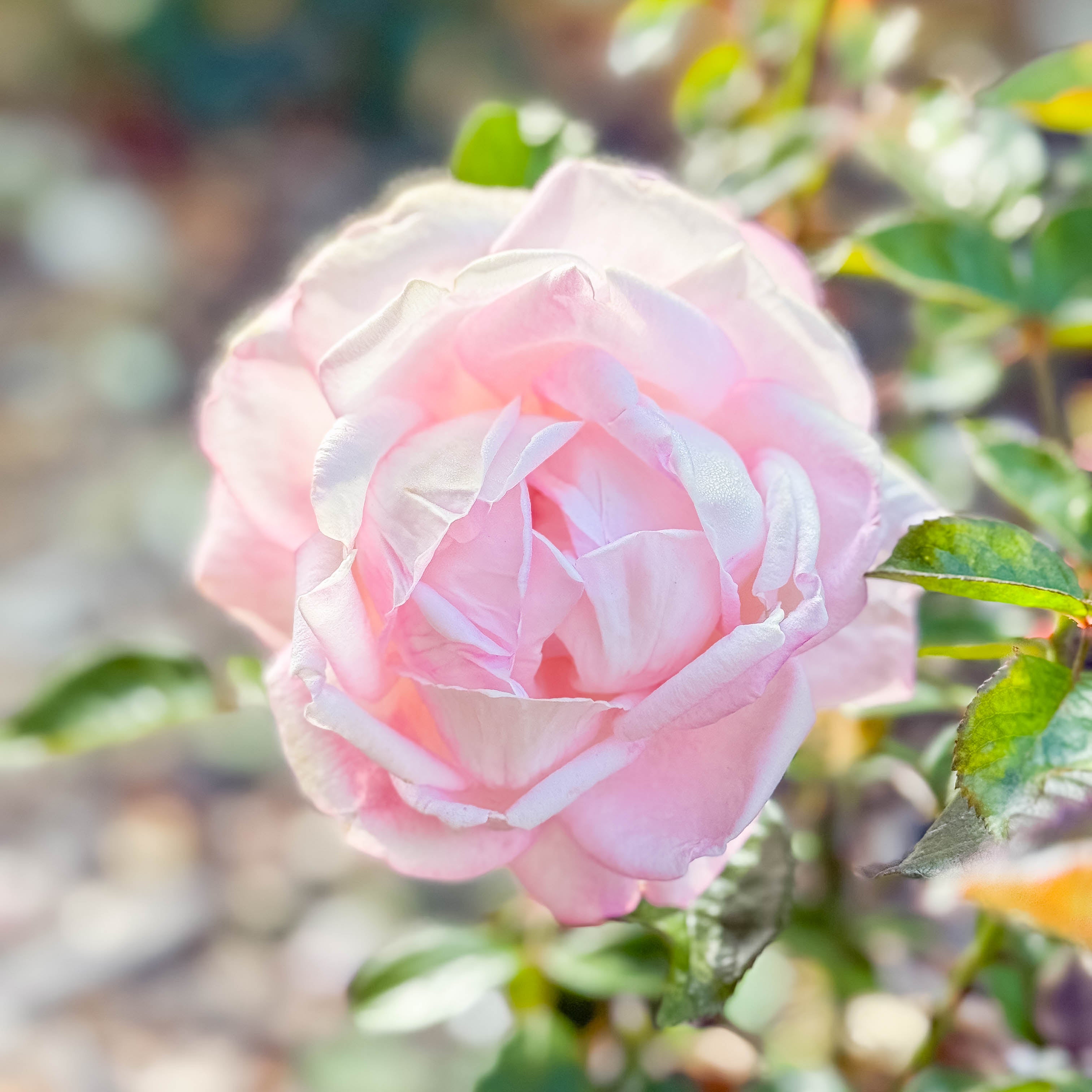 Best Kept Secret Rose | Fragrant Hybrid Tea Rose | Grace Rose Farm