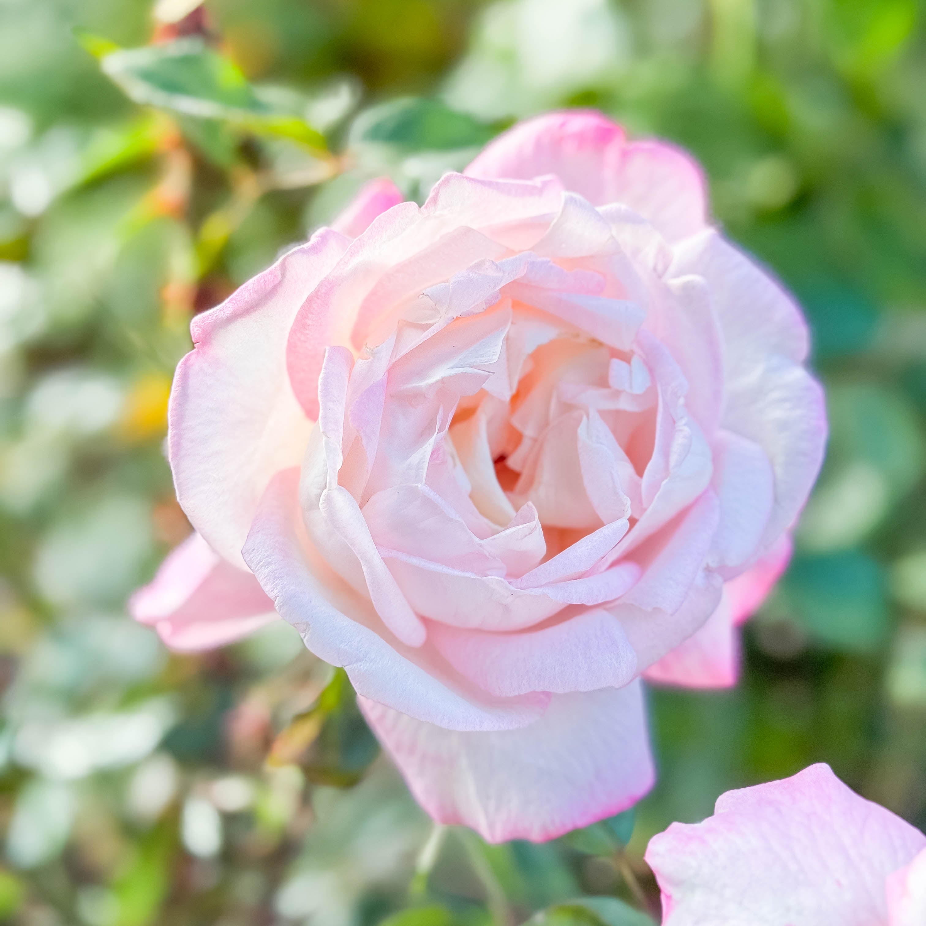 Best Kept Secret™ Potted Rose Bush - Grace Rose Farm