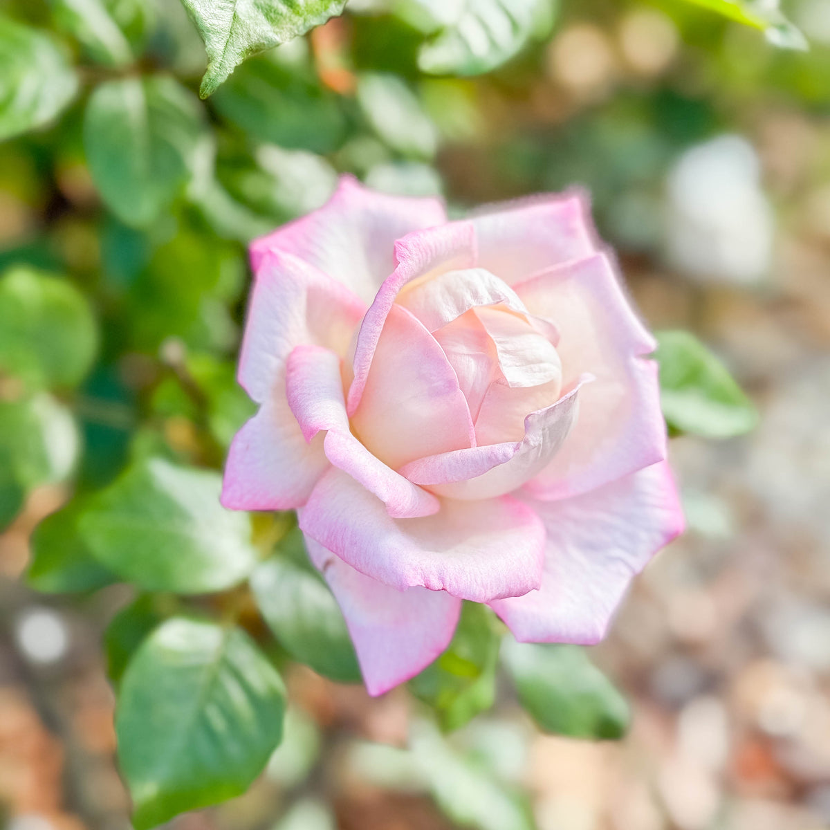 Best Kept Secret™ Bare Root Rose Bush