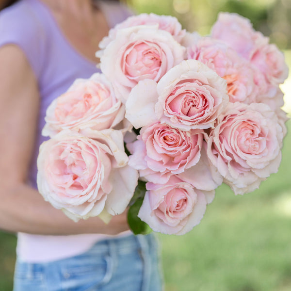 Betty White™ Potted Rose Bush
