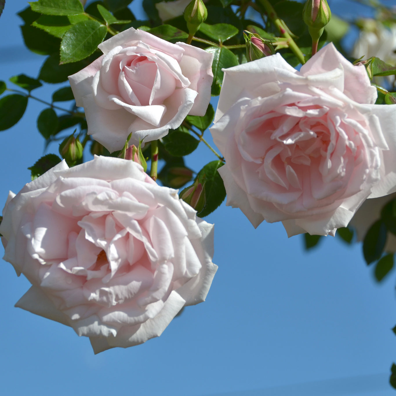 Grace Rose Farm New Dawn Climbing Rose - Thumbnail 3