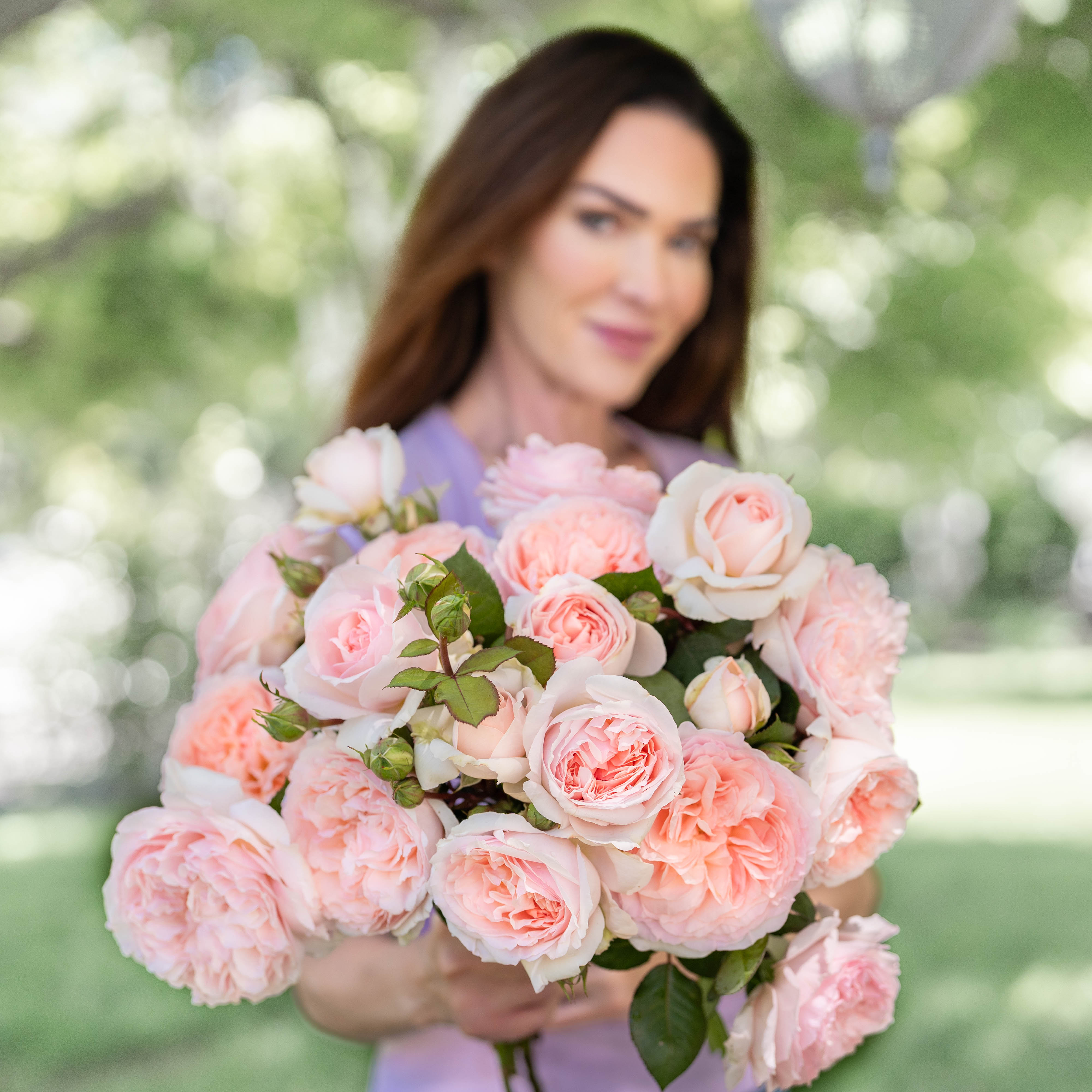 Peach Rose Bushes | Peach And Apricot Glow | Grace Rose Farm