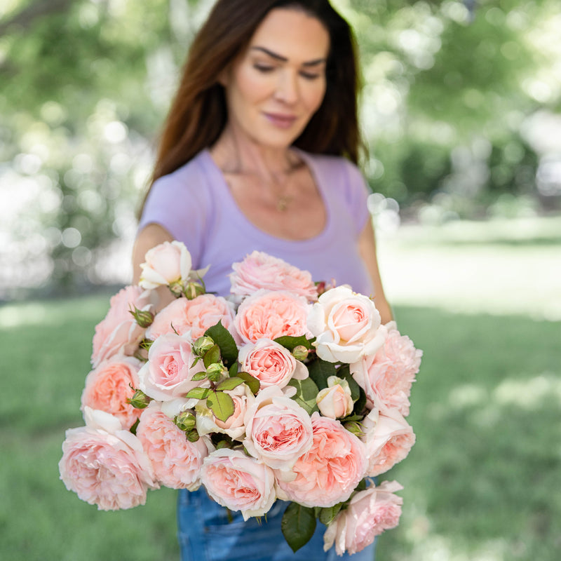 Parfuma® Bliss  Bare Root Rose Bush