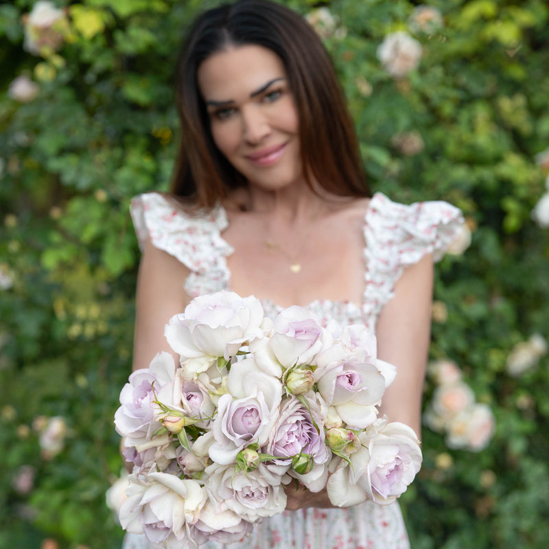 Blue Girl Potted Rose Bush