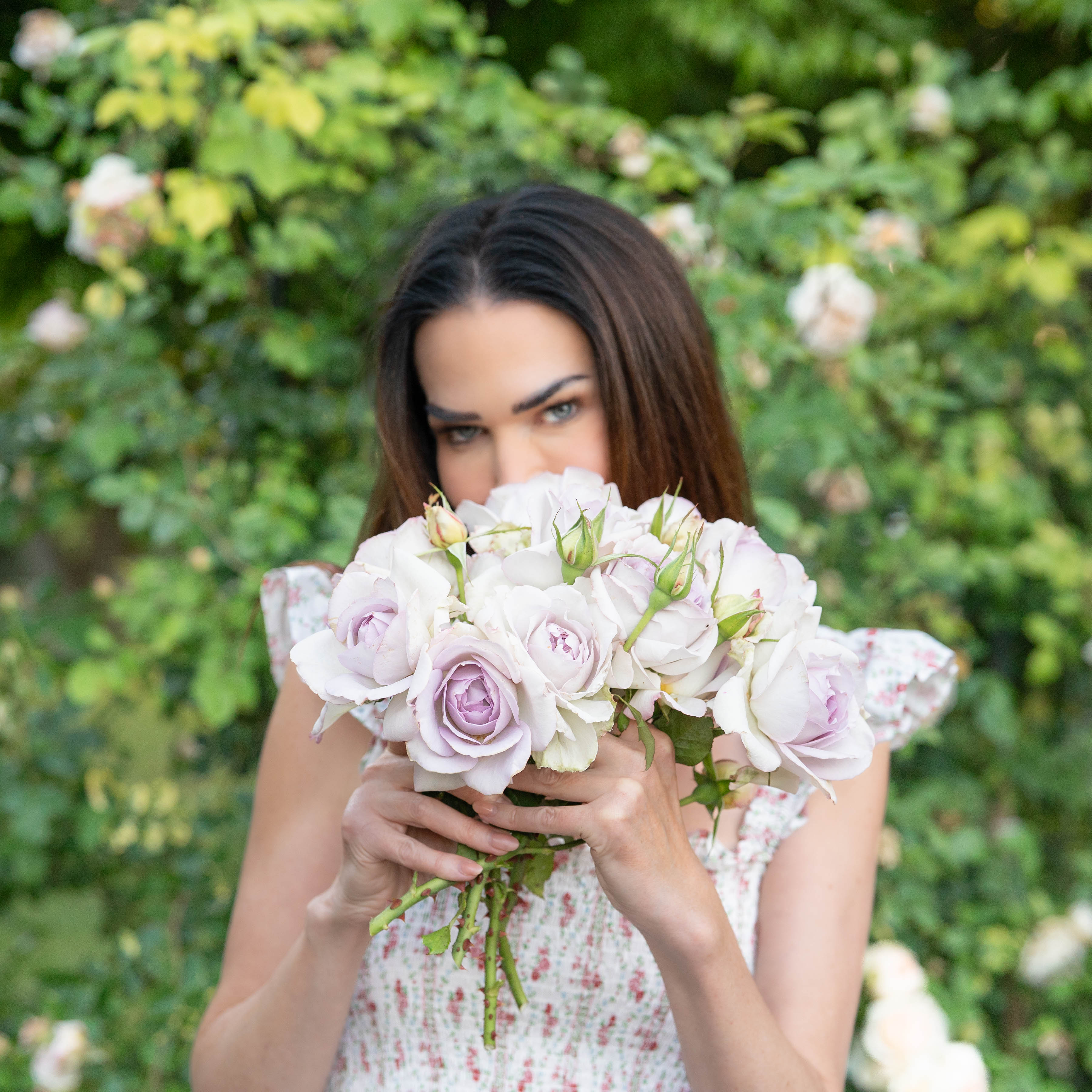 Blue Girl Potted Rose Bush