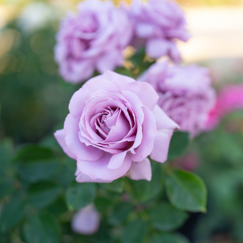 Blue Girl Potted Rose Bush
