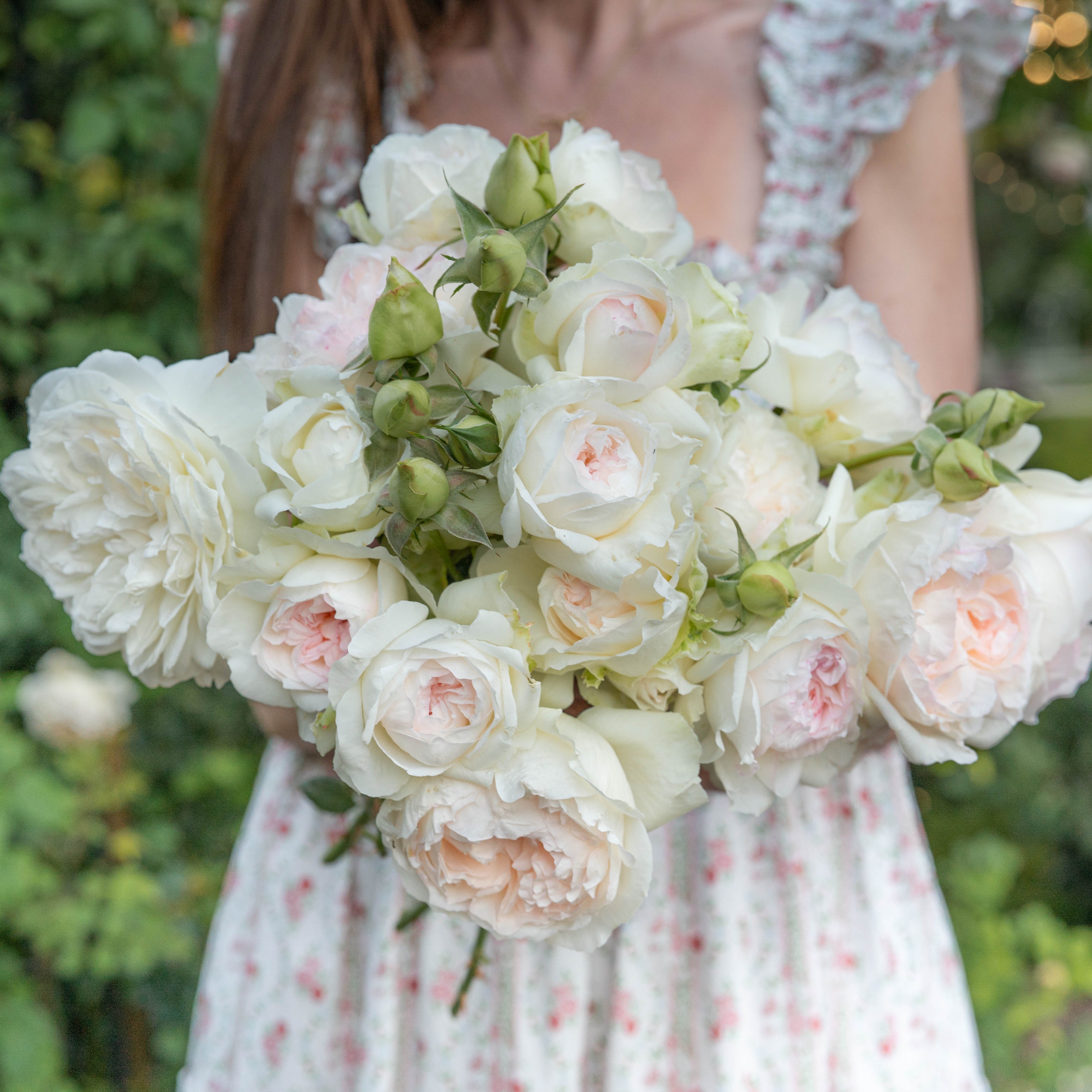 Bolero Potted Rose Bush | Grace Rose Farm