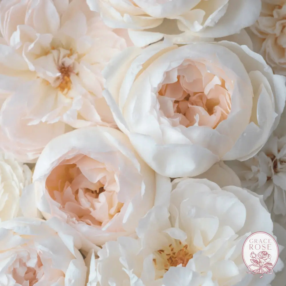 Bolero™ Bare Root Rose Bush - Grace Rose Farm