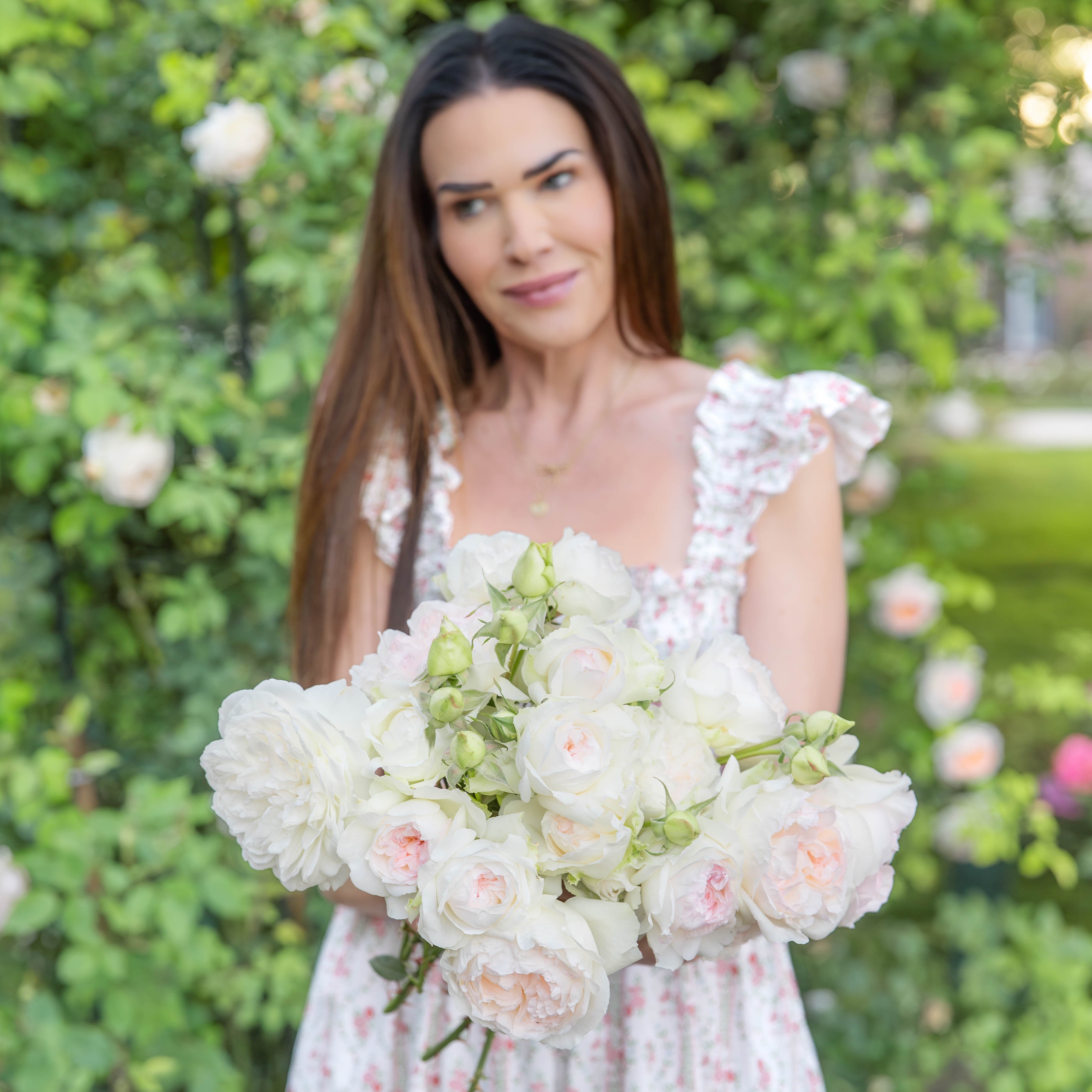 Bolero™ Bare Root Rose Bush - Grace Rose Farm