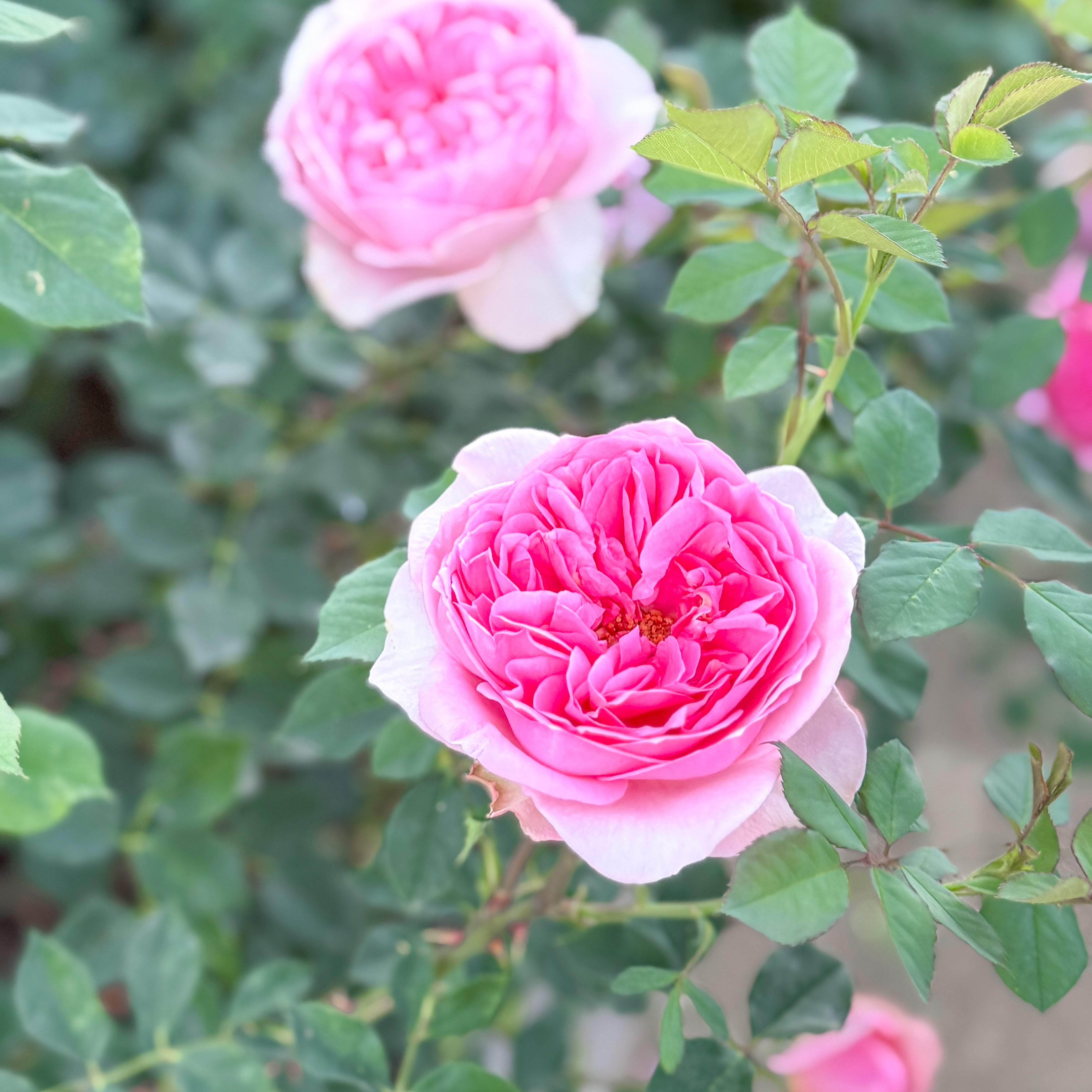 David Austin® Boscobel® Potted Rose Bush