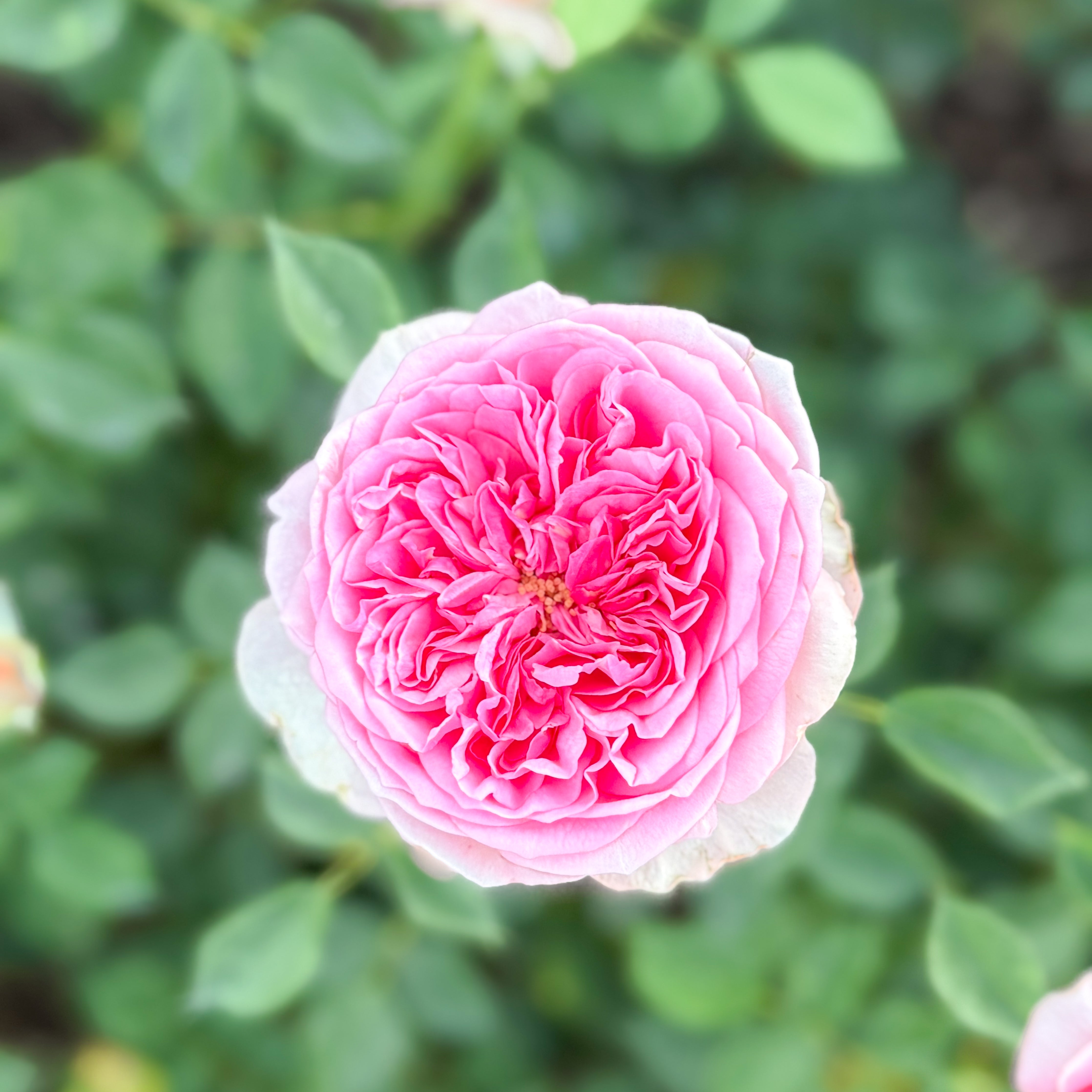 David Austin® Boscobel® Potted Rose Bush