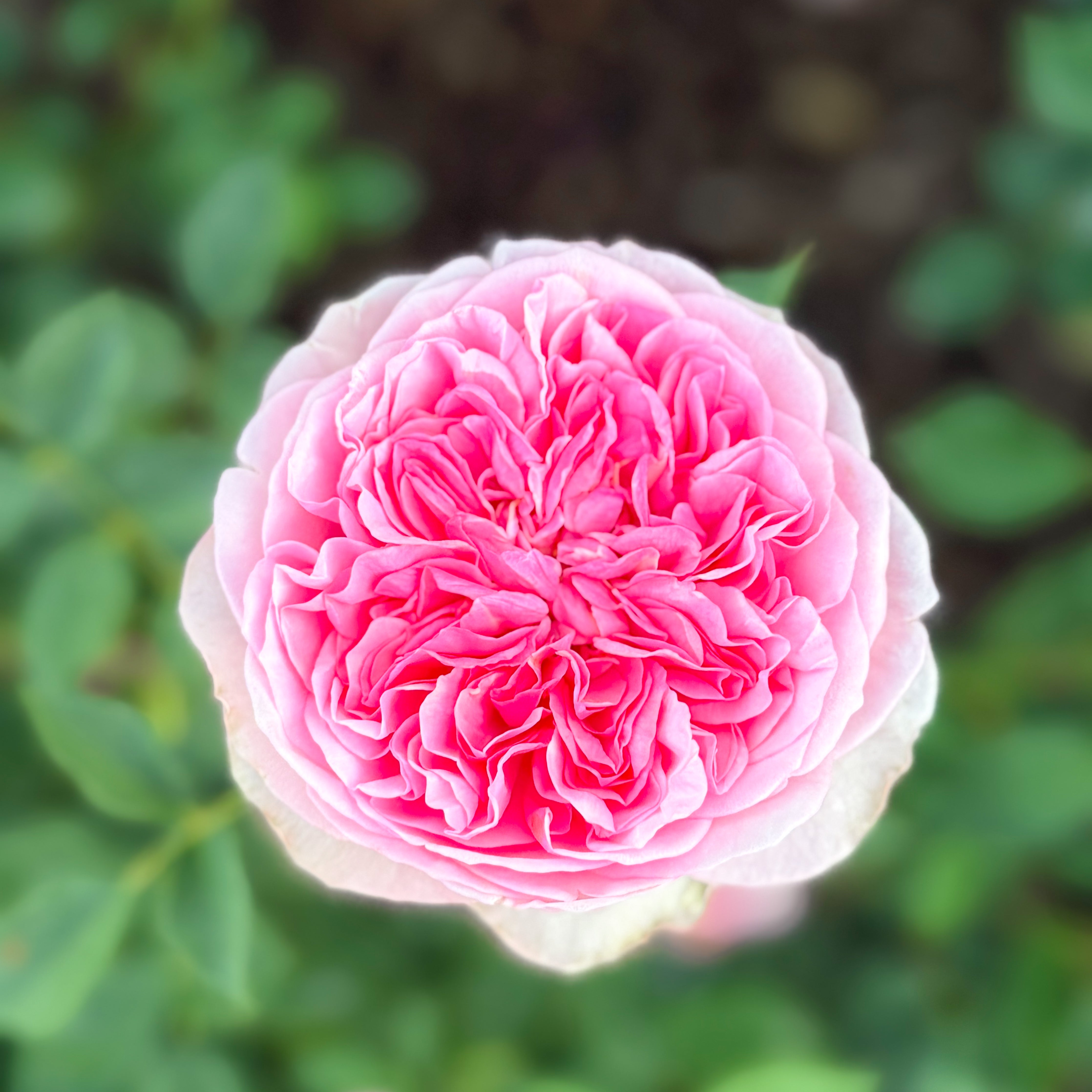 David Austin Roses Boscobel Rose Bush - Thumbnail 5