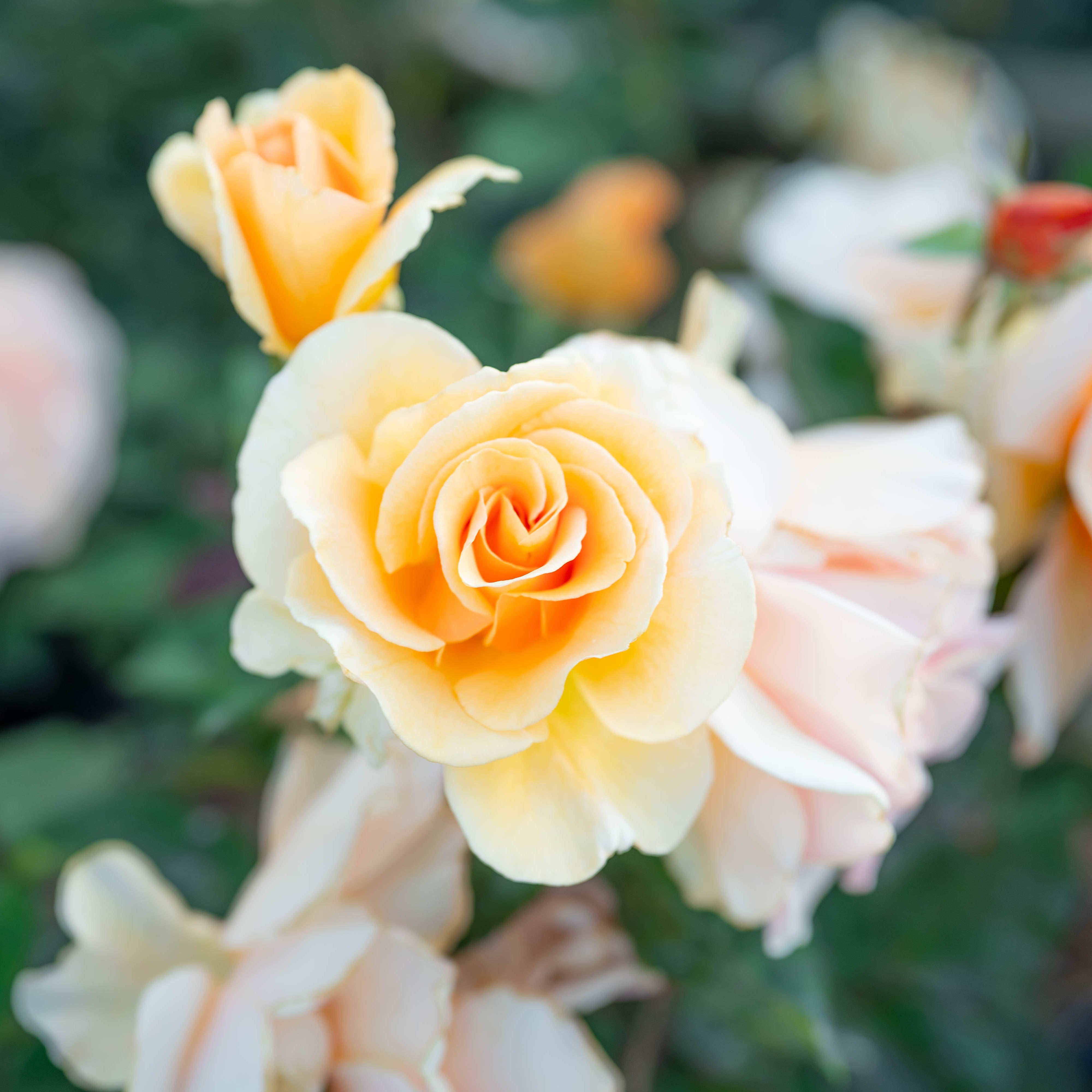 Peach Rose Bushes | Peach And Apricot Glow | Grace Rose Farm – Page 2