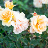 Brandy™ Bare Root Rose Bush
