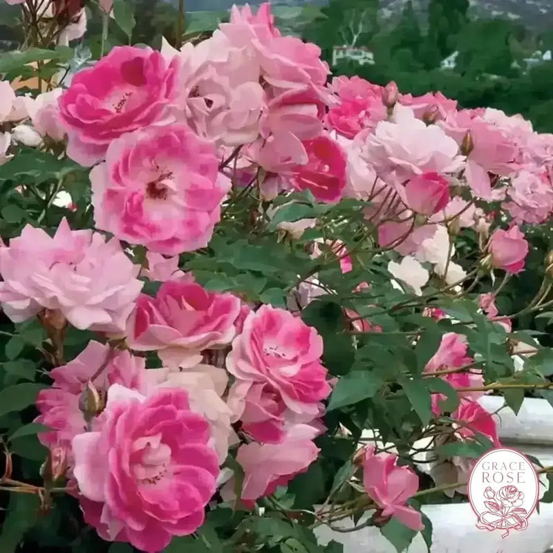 Brilliant Pink & Burgundy Iceberg Bare Root Tree Rose