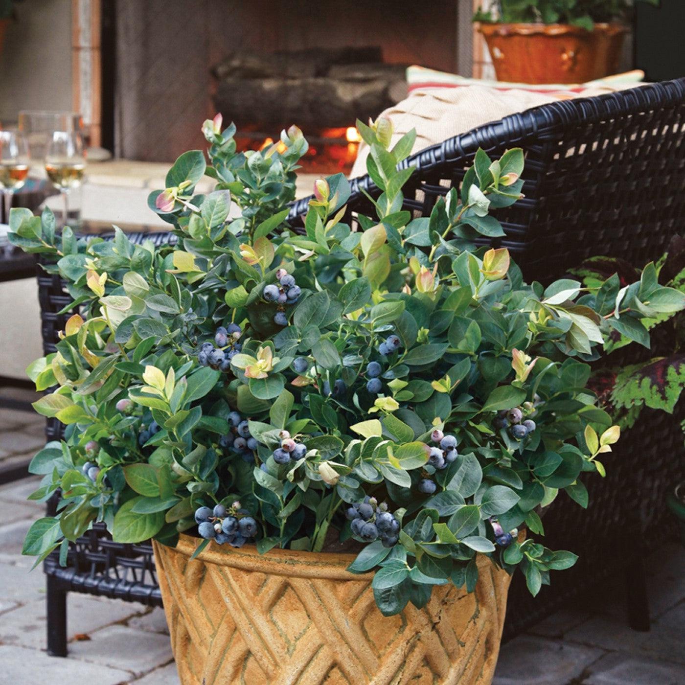 Blueberry Bushel & Berry® Peach Sorbet® Potted Blueberry Plant