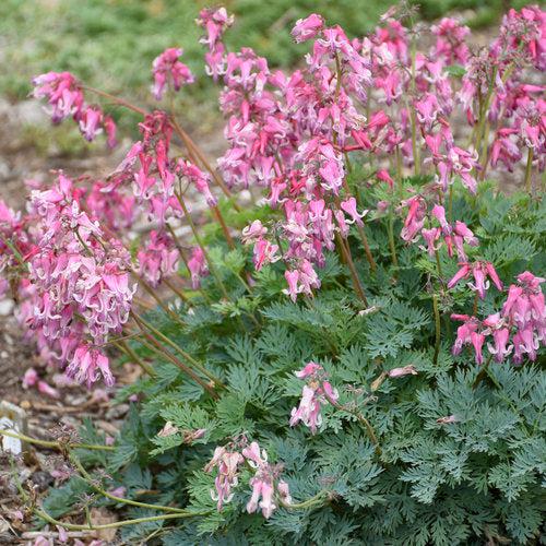 Bleeding Heart 'Pink Diamonds' Potted  Bleeding Heart Plant
