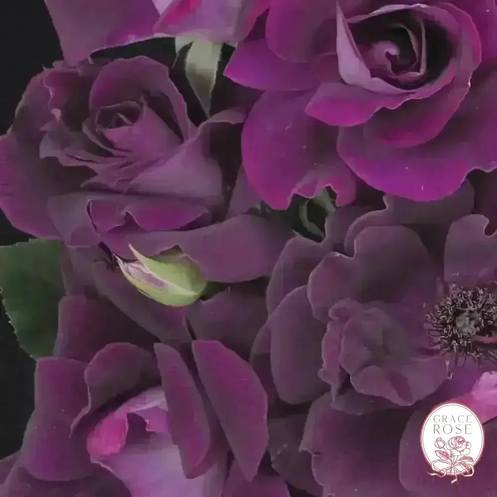 Burgundy Iceberg & Iceberg Bare Root Tree Rose