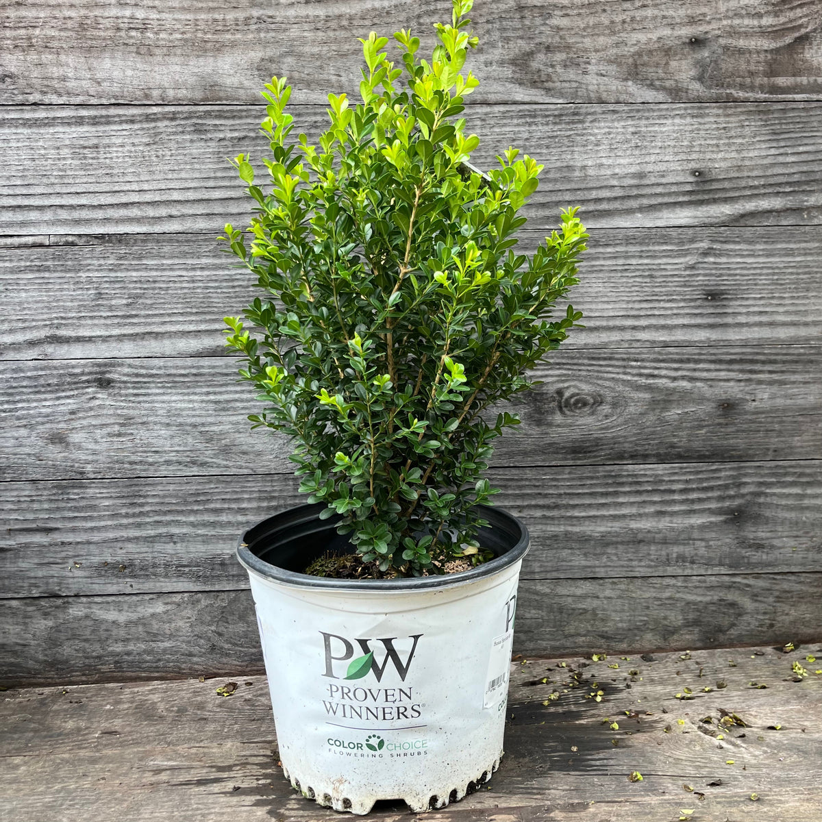 Proven Winners® Boxwood Sprinter® Potted Boxwood