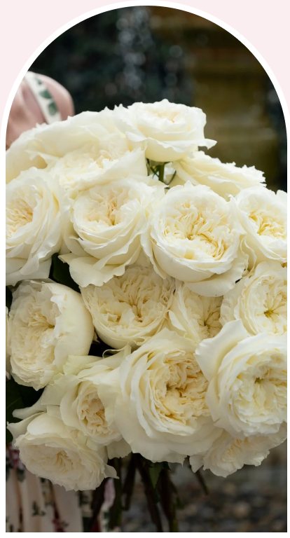An armful of cream garden roses
