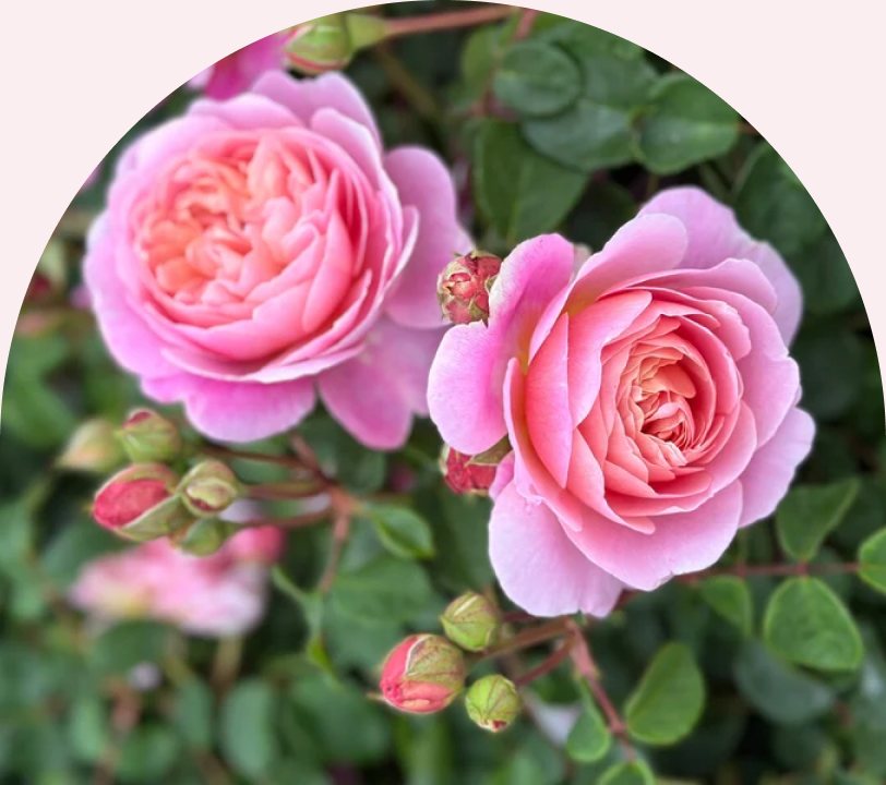 Pink garden roses in bloom on the bush