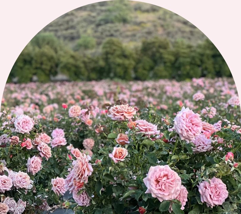 A field of pink roses growing on the farm