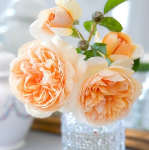 Roses grown by a customer