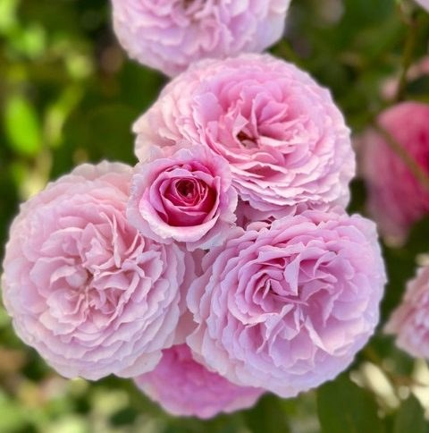 Roses grown by a customer