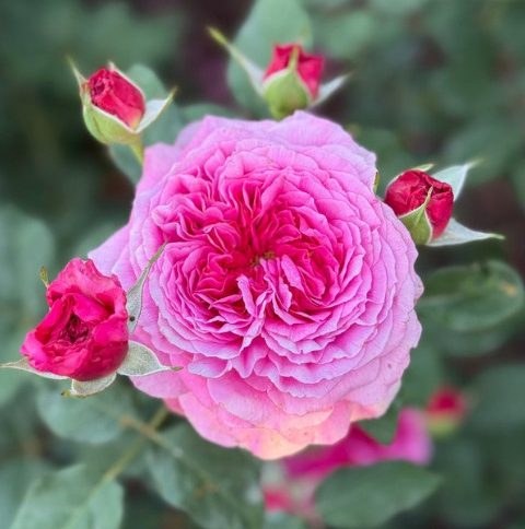 Roses grown by a customer