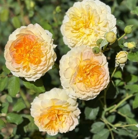 Roses grown by a customer