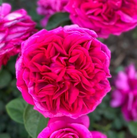 Roses grown by a customer