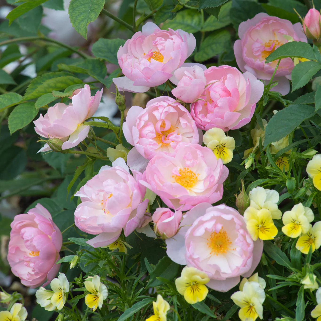 David Austin® Scarborough Fair Potted Rose Bush
