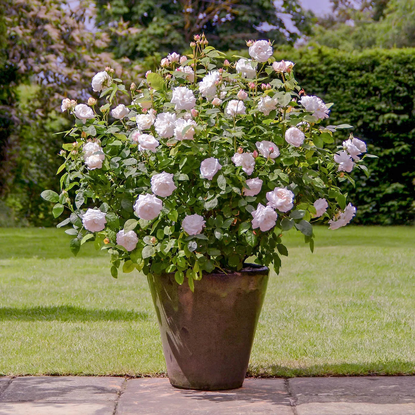 David Austin Winchester Cathedral Rose Bush