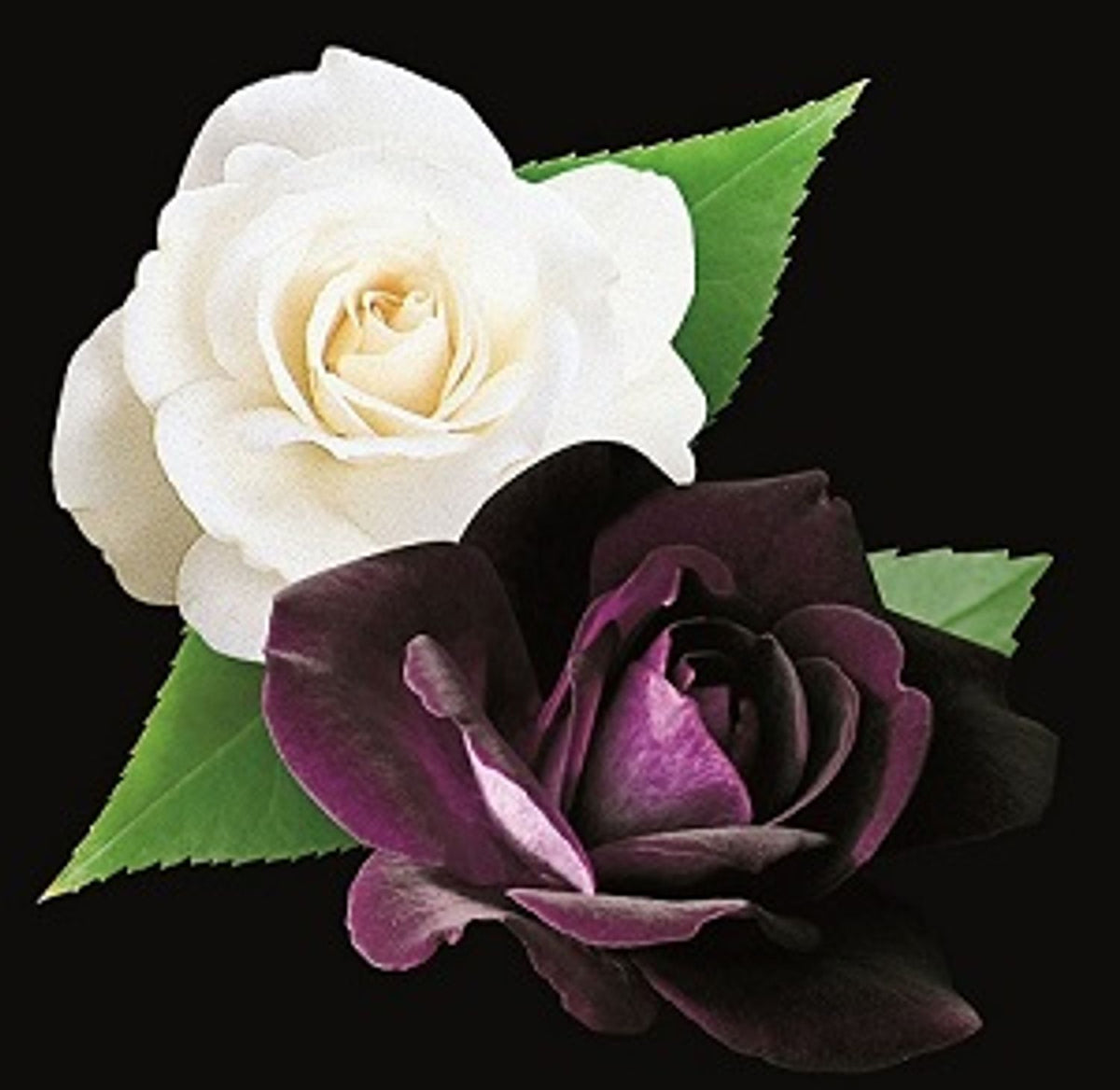 Burgundy Iceberg & Iceberg Potted Tree Rose