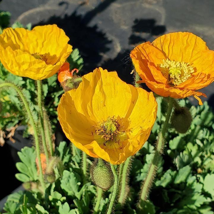 Poppy Garden Gnome Potted Poppy Plant