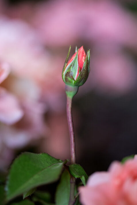 Easy Elegance® Calypso™ Bare Root Rose Bush