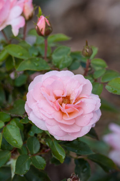 Easy Elegance® Calypso™ Bare Root Rose Bush