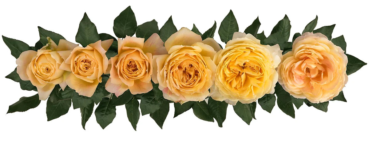 Caramel Antike® Bouquet