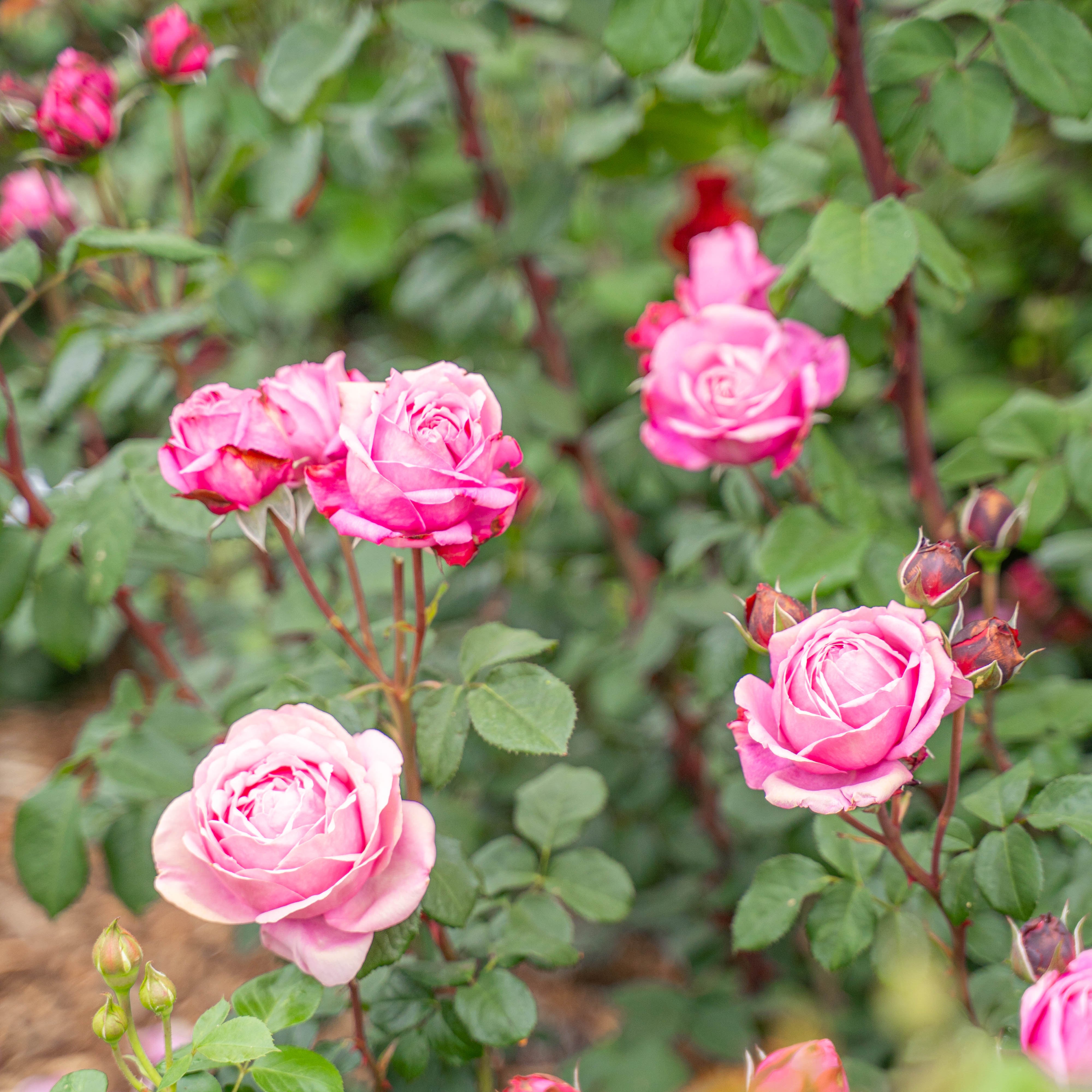 Cathedral Bells™ Bare Root Rose Bush